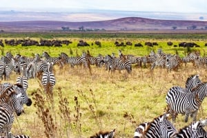 5 dages gruppesafari i Serengeti, Ngorongoro og Lake Manyara