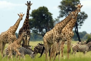 Safari en grupo de 5 días por el Serengeti, el Ngorongoro y el lago Manyara