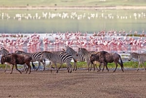 Safari de 5 jours en groupe dans le Serengeti, le Ngorongoro et le Tarangire