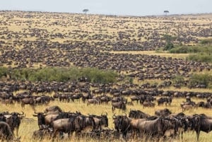 Safari de 5 jours en groupe dans le Serengeti, le Ngorongoro et le Tarangire