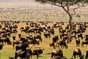 Safari de 5 jours en groupe dans le Serengeti, le Ngorongoro et le Tarangire