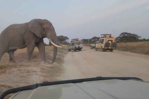 5-daagse privésafari in Kenia |Masai Mara, L Nakueu en Naivasha