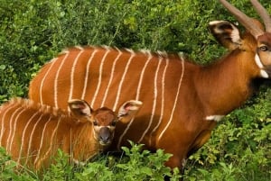 5 dias, Masai Mara, Lago Nakuru e Parque Amboseli, safári definitivo