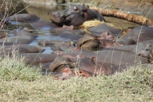 5 Days of Safari Bliss Witness Nature's Wonders