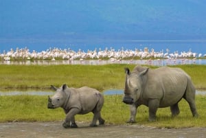5 Days Private Midrange Safari from Dar es salaam