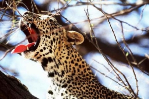 モンバサからツァボ東部、西部、アンボセリへの5日間のサファリをお楽しみください