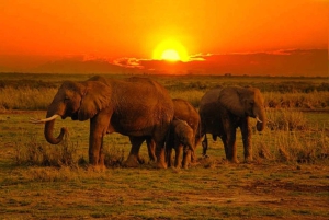 モンバサからツァボ東部、西部、アンボセリへの5日間のサファリをお楽しみください