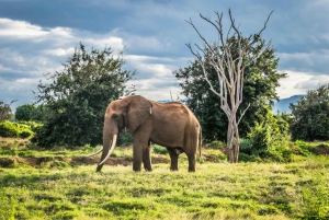 モンバサからツァボ東部、西部、アンボセリへの5日間のサファリをお楽しみください
