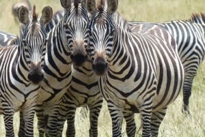 5 Days Tanzania Big 5 Safari Experience