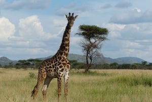 5 Days Tanzania Big 5 Safari Experience