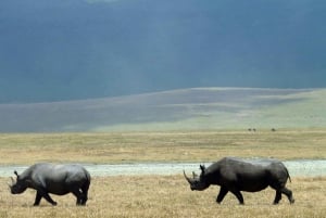 5 Days Tanzania Big 5 Safari Experience