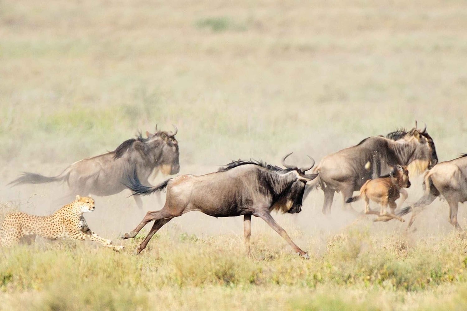 5 dias de safári de parto na Tanzânia no Natal e Ano Novo