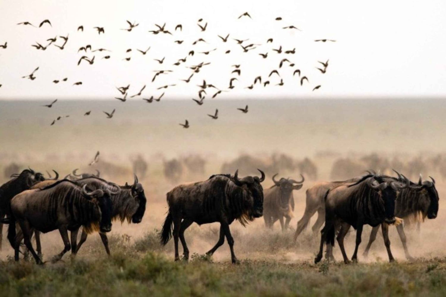 5 dias de safári de parto na Tanzânia no Natal e Ano Novo