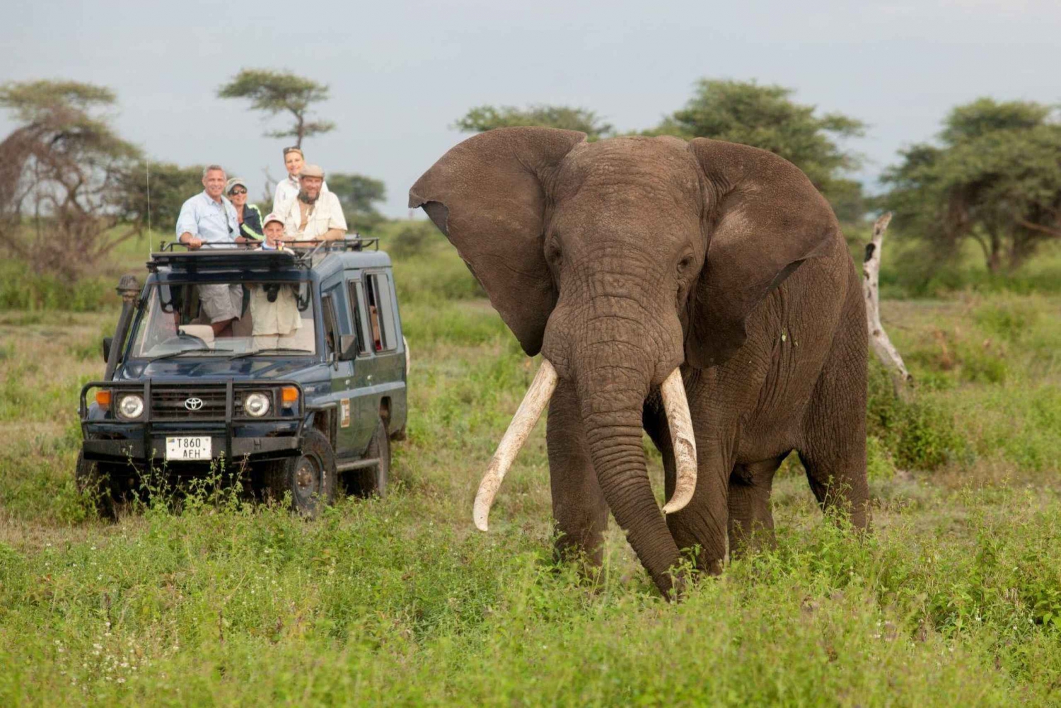 5 dages Tanzania-safari med gruppedeltagelse