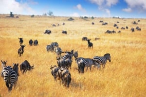 5 Days Tanzania Luxury Serengeti Tour