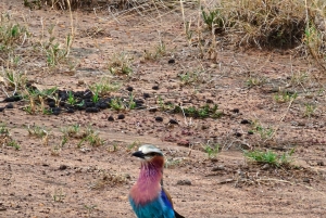 Safari de 5 días por la migración del Serengueti en Tanzania