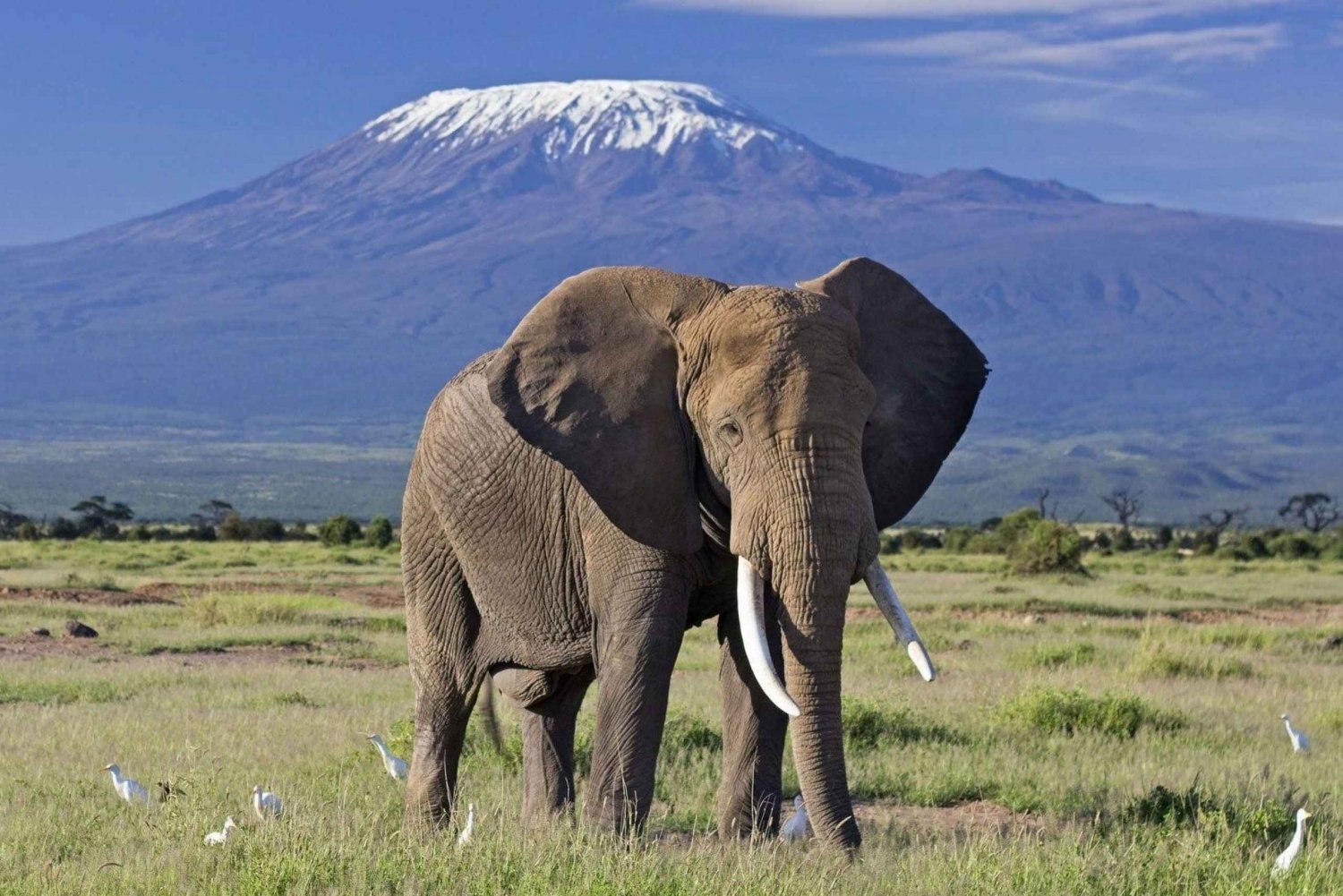6 päivän Kenia-safari Amboseliin ja Tsavon länsi- ja itäosiin.