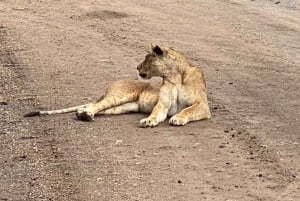 6-dagers Kenya-safari til Amboseli og Tsavo vest og øst.