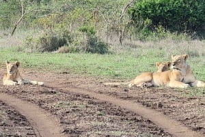 6-dagers Kenya-safari til Amboseli og Tsavo vest og øst.