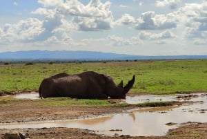 6 jours de safari au Kenya à Amboseli et Tsavo ouest et est.