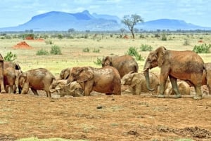 6-dages kenyasafari til Amboseli og Tsavo vest og øst.
