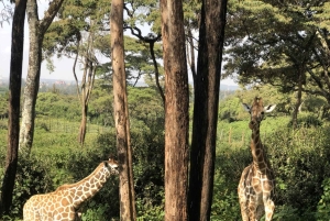 6-dniowe safari w Kenii do Amboseli i Tsavo West & East.