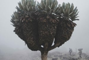 6-dages bestigning af Marangu-ruten på Kilimanjaro