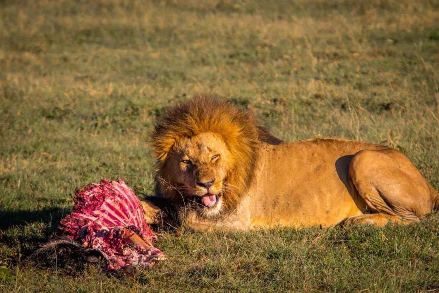 6 dages budget-safari i Kenya