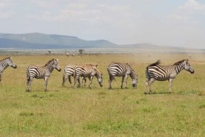 6 dagars budget-safari i Kenya
