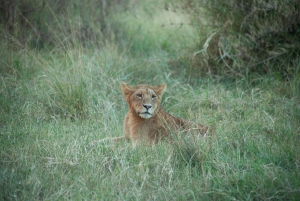 6 - Giorni Safari nella migrazione degli gnu nel Serengeti settentrionale
