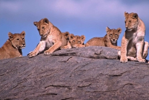 6 dagars Serengeti Annual Migration Escape