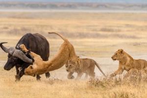 6 dagars Serengeti Annual Migration Escape