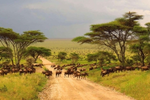 6 dagars Serengeti Annual Migration Escape