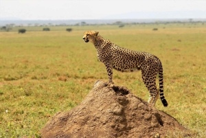 6 Days Serengeti Migration Luxury Safari.