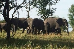 6 Days Serengeti Migration Luxury Safari.