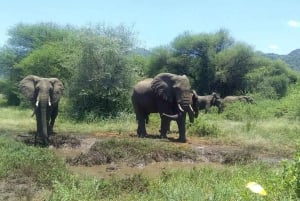 6 Days Serengeti Migration Luxury Safari.