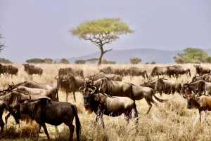 6-dniowe safari na kempingu w Tanzanii