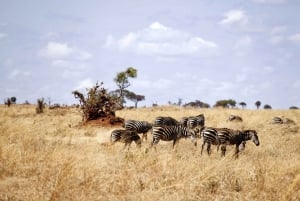 6 päivää Tansania Camping Safari