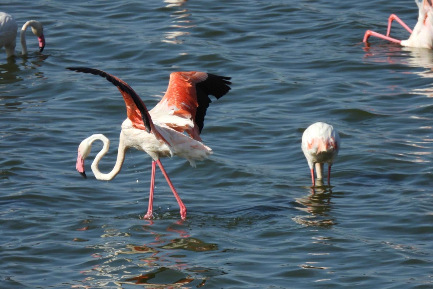 6 Días Tanzania Tour Gran Migración del Ñu