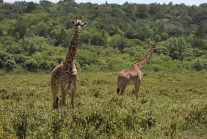 6 Días Tanzania Tour Gran Migración del Ñu