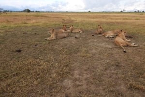 6 Días Tanzania Tour Gran Migración del Ñu