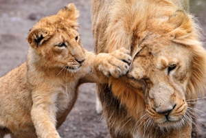 Safari económico de 7 días con acampada en Tanzania