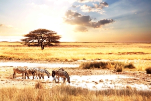 Safari económico de 7 días con acampada en Tanzania