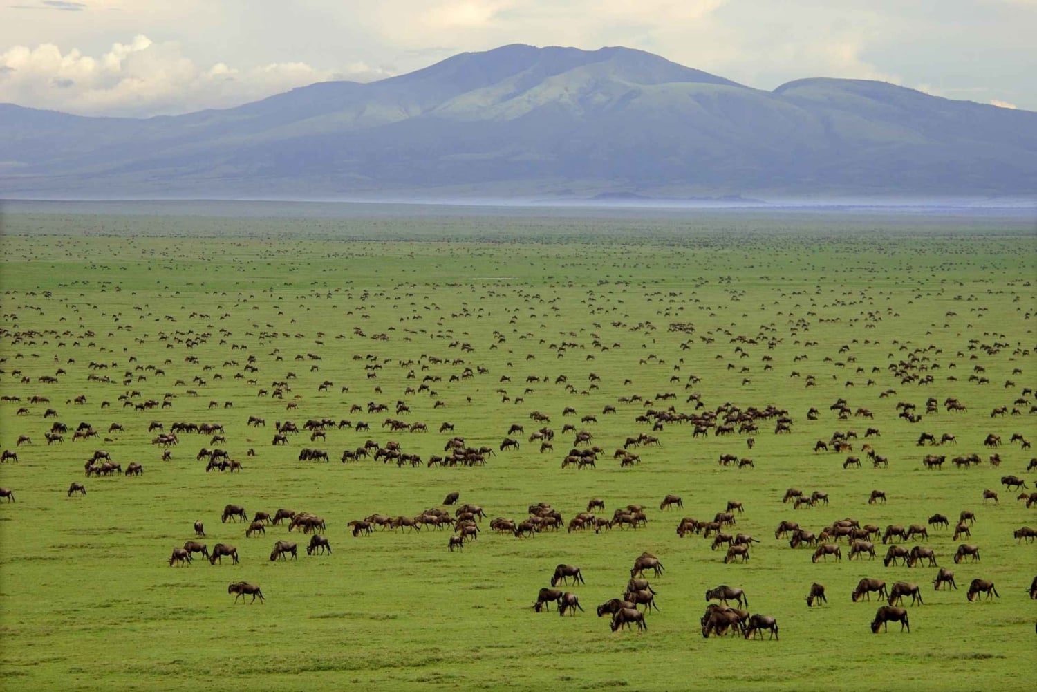 Acampamento económico de 7 dias - Tarangire, Serengeti, Ngorongoro...