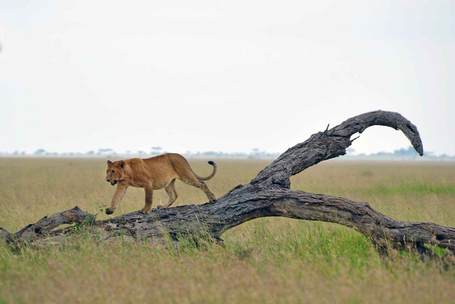 Acampamento económico de 7 dias - Tarangire, Serengeti, Ngorongoro...