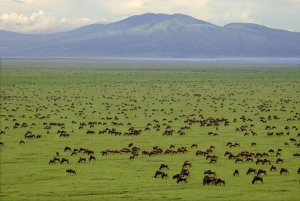 Acampamento económico de 7 dias - Tarangire, Serengeti, Ngorongoro...