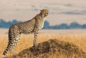 Acampamento económico de 7 dias - Tarangire, Serengeti, Ngorongoro...