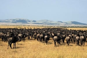 7-Day Great Migration Safari with Meilleur Tours