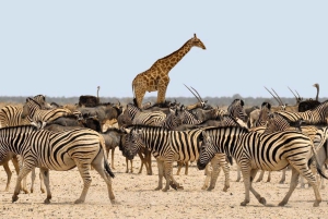 7 päivän ryhmäsafari Zanzibarista: