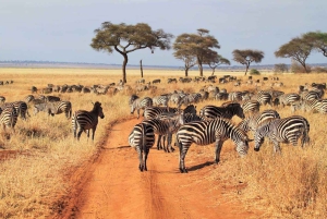7 päivän ryhmäsafari Zanzibarista: